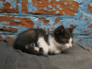A kitten lies on burlap near the brick wall of a house in a rural courtyard. A small black and white kitten, nestled comfortably on the soft gray fabric. A young country cat.