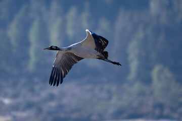 Black-necked Crane Flying Over Bhutanese Landscape
