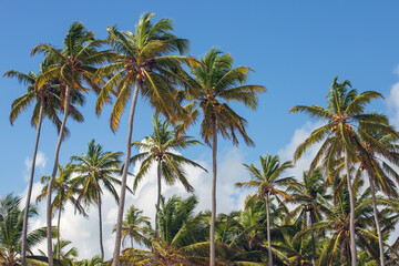 Lush palm trees reach toward a bright blue sky