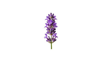 Obraz premium Lavender flower stem on Transparent Background