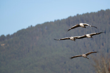 Black-necked Crane in Flight Above Phobjikha Valley, Bhutan
