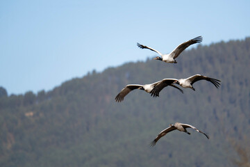 Endangered Black-necked Crane Soaring in Phobjikha Valley
