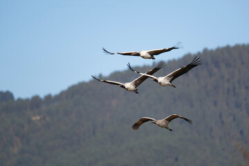 Black-necked Crane Gliding Over Himalayan Valley
