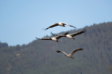 Graceful Black-necked Crane Flying in Bhutan
