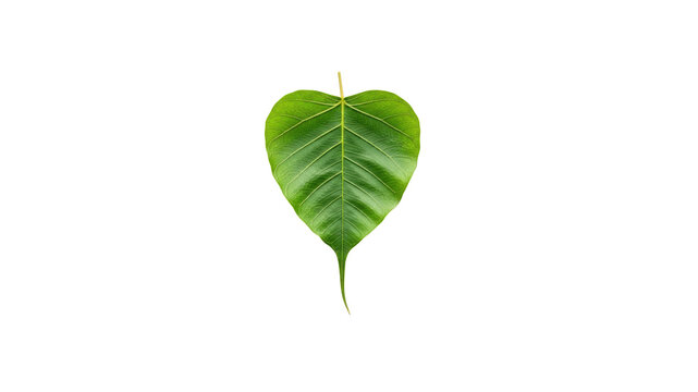 Green bodhi leaf on Transparent Background