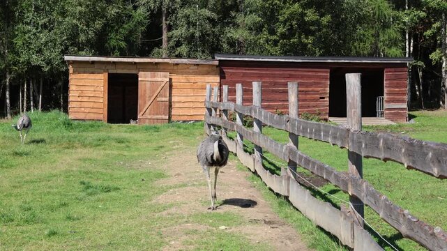 An emu in an enclosure ran after tourists.