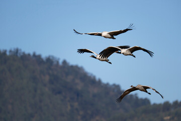Endangered Crane Flying in Phobjikha Valley
