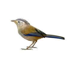 Blue-Winged Minla standing gracefully, displaying olive tones and vivid blue wing feathers against a clean white background