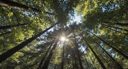 looking up at towering trees and bright sunlight filtering through lush green forest canopy.