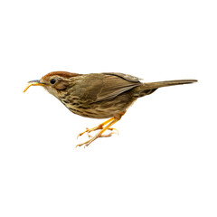 Puff-throated Babbler captured mid step with an insect in its bill, showing earthy brown plumage and alert posture on a clean white background