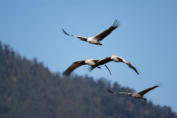 Black-necked Crane Over Wintering Grounds in Bhutan
