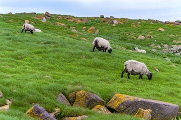 Scottish Blackfaced sheep in the field