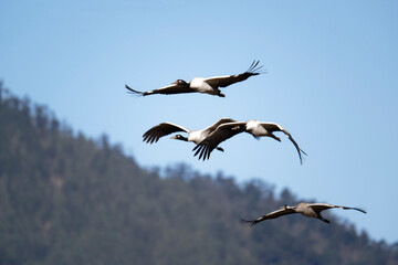 Black-necked Crane Soaring in the Bhutanese Sky
