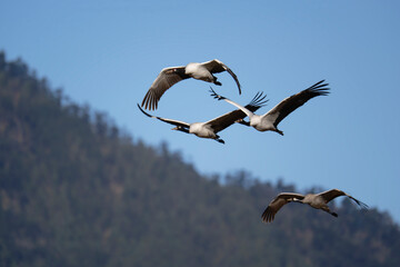 Black-necked Crane Flying Freely in Phobjikha Valley
