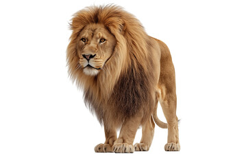 Obraz premium Majestic male lion with full mane standing alert and looking forward isolated on a transparent background