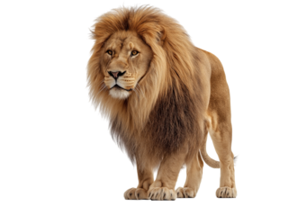 Majestic male lion with full mane standing alert and looking forward isolated on a transparent background