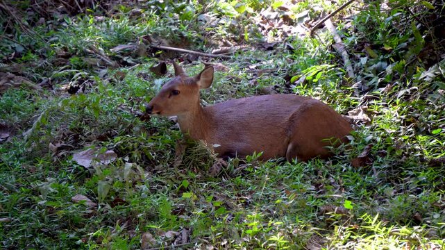 Hog Deer resting under the trees at Kaziranga National Park of Assam 1
