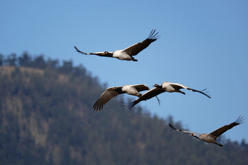 Black-necked Crane Gliding Over Phobjikha Plains
