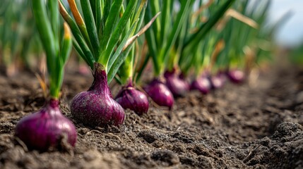 Close-up of vibrant red onions growing in a field, with green shoots emerging from the soil. The row of bulbs shows texture