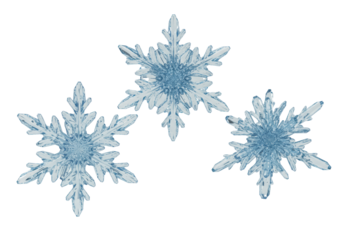 Three pale icy blue, geometrically perfect crystalline snowflakes suspended against a transparent background with ample copy space, rendered in ultra-detailed 3d. concept of festive winter elegance