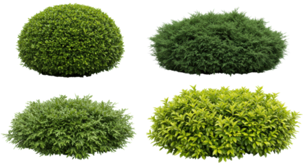 Four manicured ornamental shrubs: spherical topiary, sprawling juniper, fern, and variegated foliage, isolated on a transparent background with sharp focus. Concept for landscape design elements