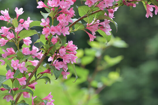 Pink flowers of the Weigela hortensis