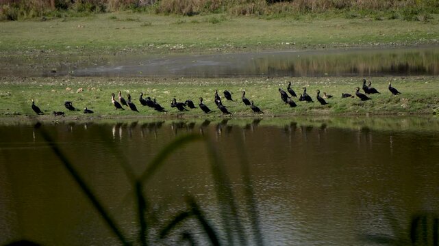 The Pani Kauri bird of Assam is the Little Cormorant - Microcarbo niger a black waterbird known for its expert diving to catch fish