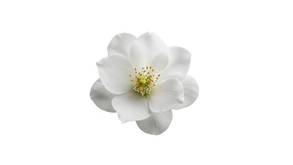 Fototapeta premium White Flower on Transparent Background