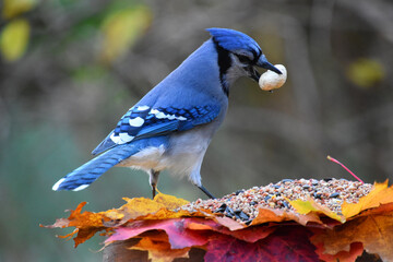 A blue jay in the fall, Sainte-Apolline, Qu&eacute;bec, Canada