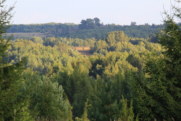 A forest landscape in northeastern Europe at the end of summer