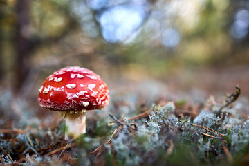 Amanita muscaria or fly agaric or fly amanita basidiomycetes of genus Amanita. Large white gilled white spotted usually red mushroom. Selective focus close up shot.
