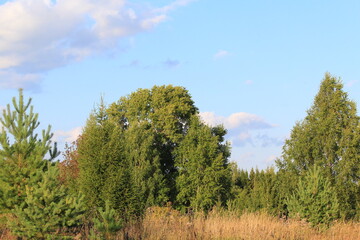 Obraz premium trees in the forest