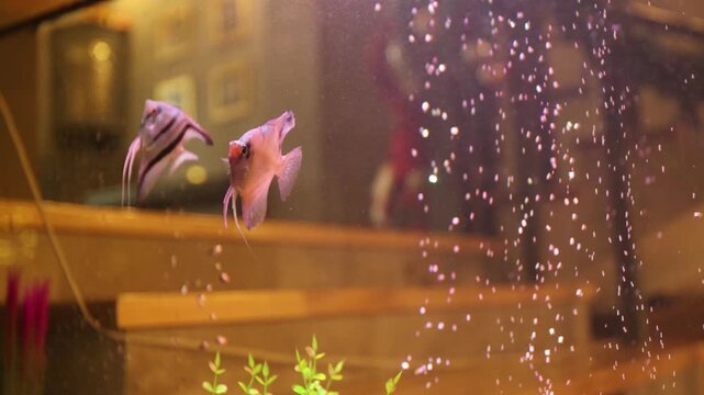 Beautiful angelfish glide amid bubbles with warm illuminated surroundings