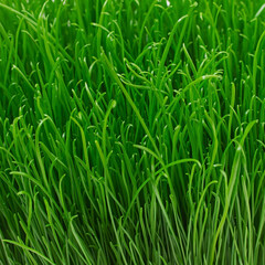 Naklejka premium Juicy young green grass texture background