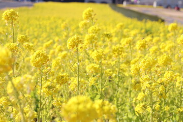 Obraz premium 菜の花