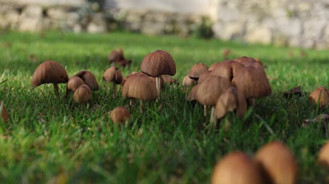 Natural environment featuring delicate fungi among moss and earth
