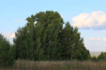 A forest landscape in northeastern Europe at the end of summer
