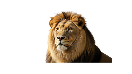 Fototapeta premium Lion portrait majestic animal feline