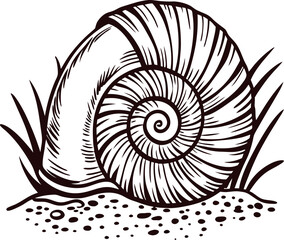 Detailed hand drawn ammonite shell illustration with spiral lines and grass on ground isolated on white background