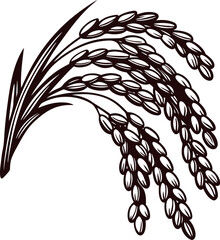 Hand drawn ear of rice plant illustration with detailed grains and leaves isolated on white background