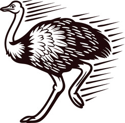 Running ostrich vintage engraving fast african bird in sketch isolated on white background