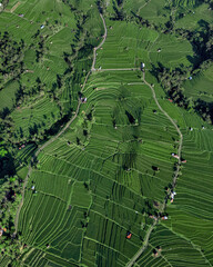 Aerial Top Down View Rice Terraces Lush Green Patchwork Of Terraced Paddies, Winding Footpaths, Scattered