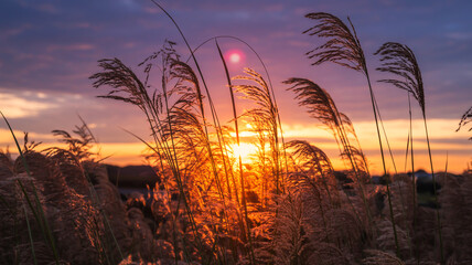 Golden hour sunlight filters through tall grasses, creating a dramatic and serene natural landscape at sunset