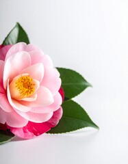 Camellia flower