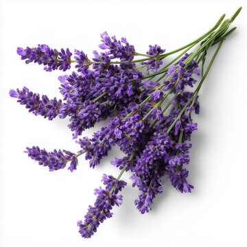 AI-generated image - A vibrant bunch of fresh lavender flowers with deep purple blooms and green stems, isolated on a white background with no shadow.