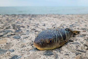 balloon fish or globefish (Tetraodontidae)
