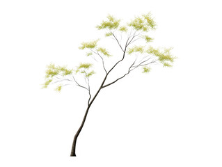 Fototapeta premium Tall tree with slender trunk, delicate light green foliage, sparse branches, isolated on transparent background, natural, peaceful, suitable for landscaping or design projects
