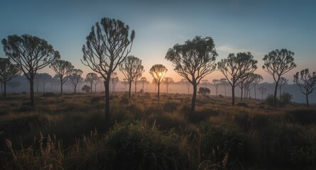 A view of trees in a field with the sun shining through the trees at sunrise