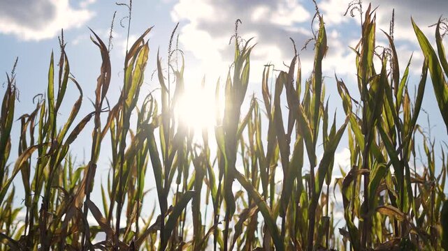 Sunlit corn field swaying in wind with tall stalk and green leaf reaching toward bright sun under blue sky and cloud crop in late season ready for harvest farm agriculture plant texture pattern