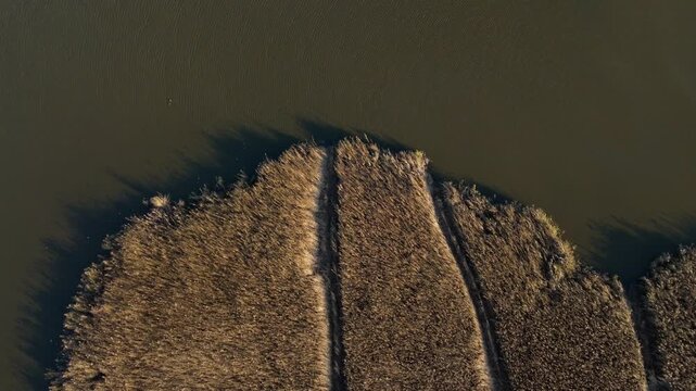 Aerial view of marshland and lake habitat, reed beds and blue water in fenland near Ely, United Kingdom. 